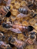 Early Season Mated Carniolan × Italian Hybrid Queens — (Pickup Only)